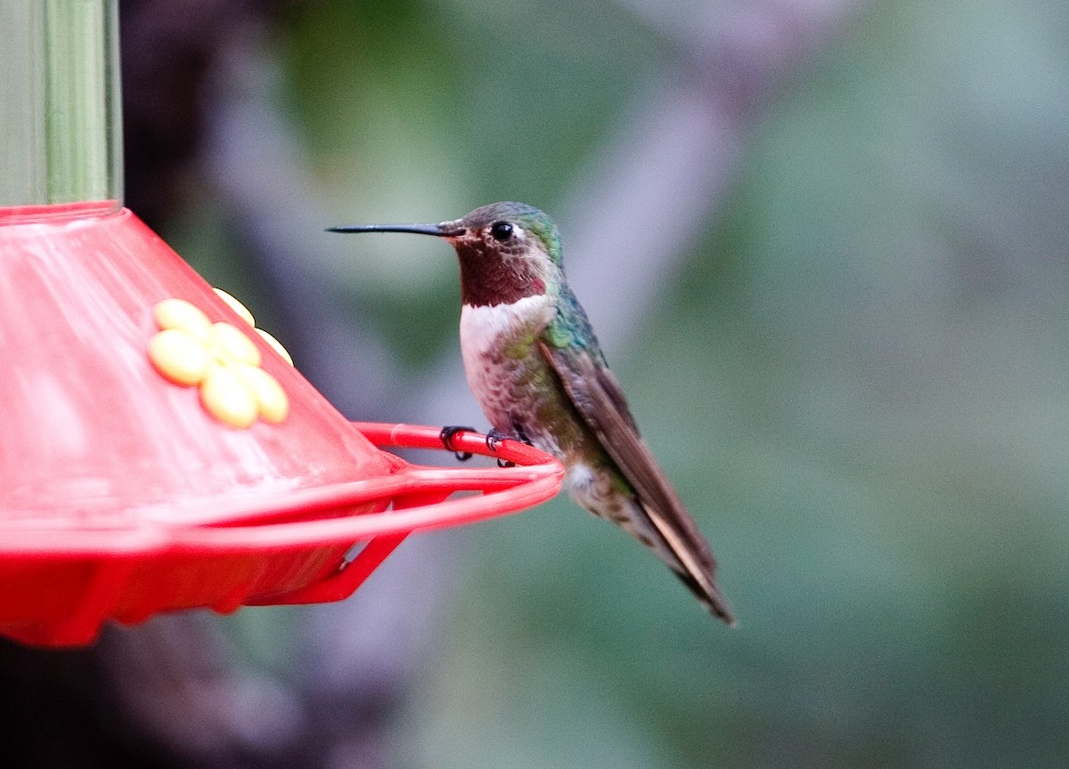 Broad-tailed Hummingbird - ML87862921