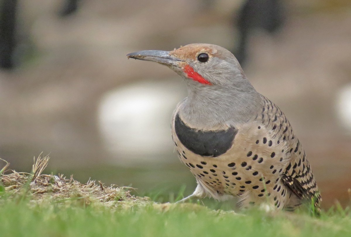 Northern Flicker (Red-shafted) - Ian Hearn
