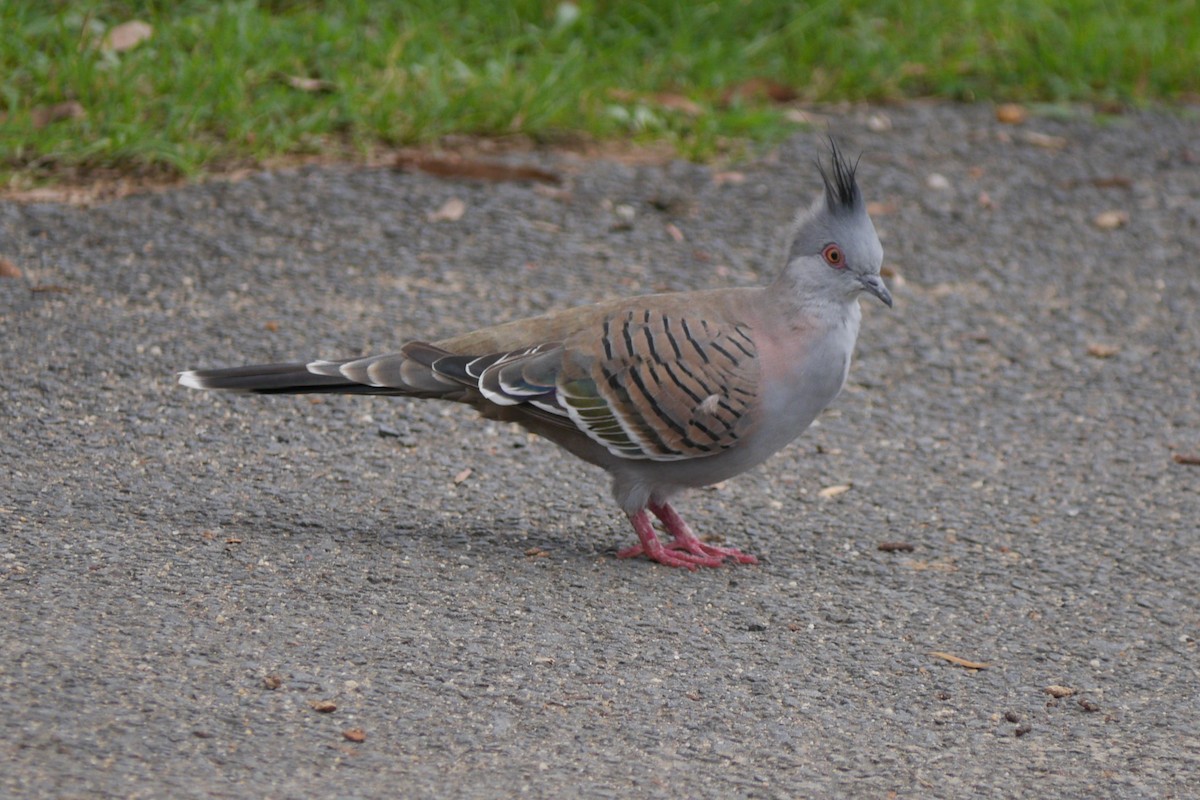 Crested Pigeon - ML87866161