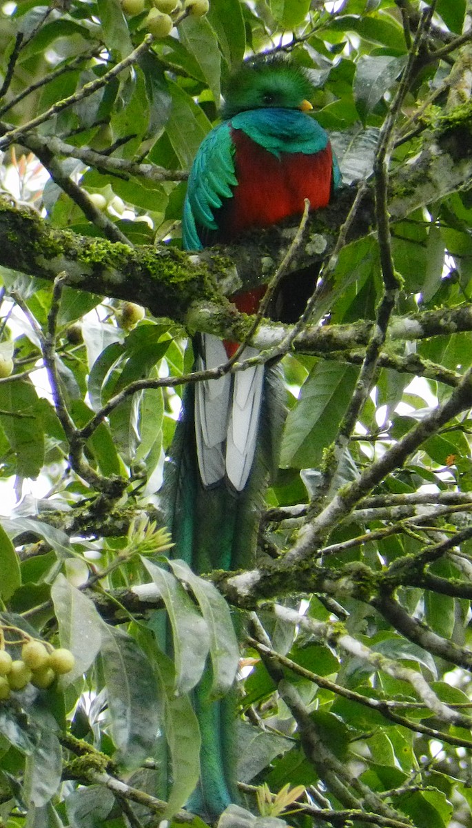 Resplendent Quetzal - Orlando Jarquín