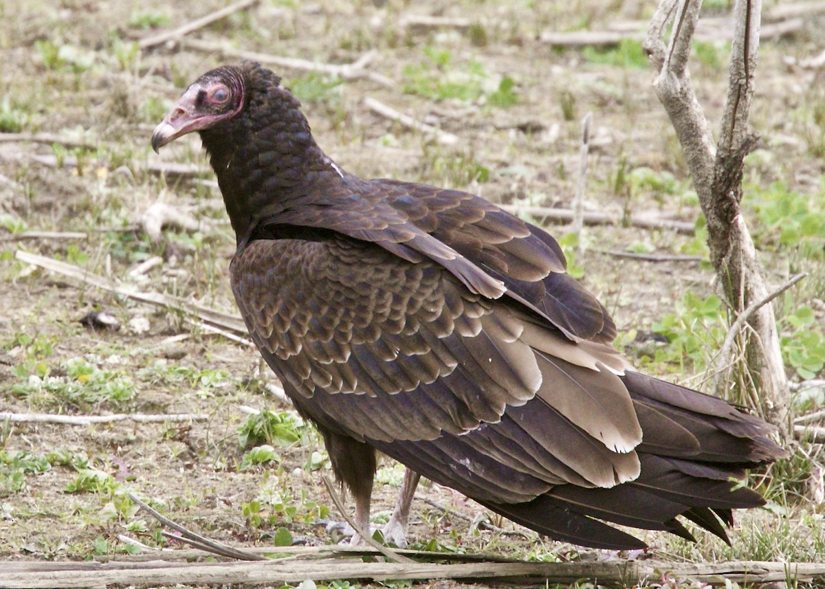 Turkey Vulture - Dave Bengston