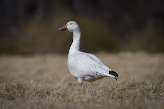 Snow Goose, ML87872431
