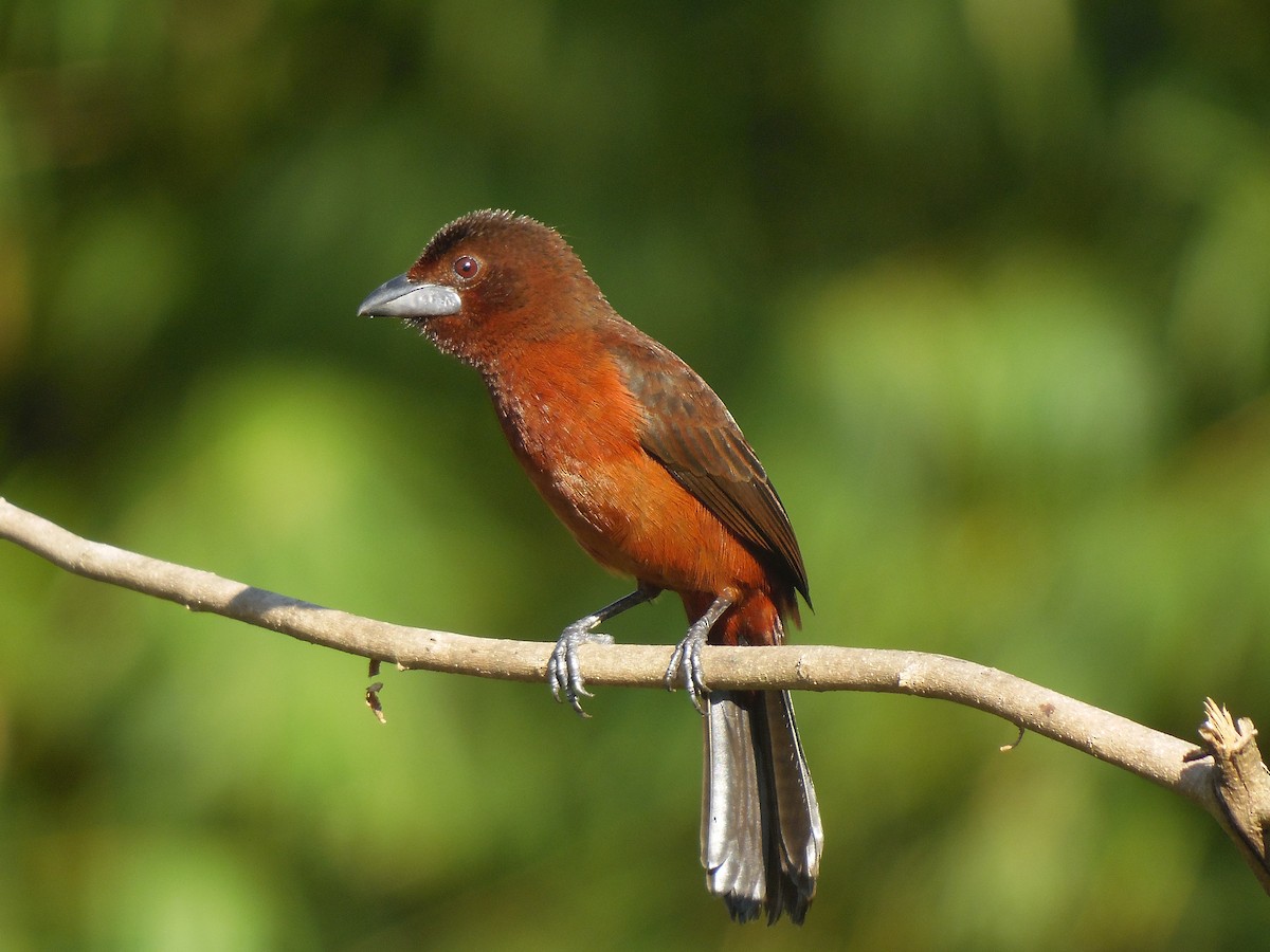 Silver-beaked Tanager - ML87872541