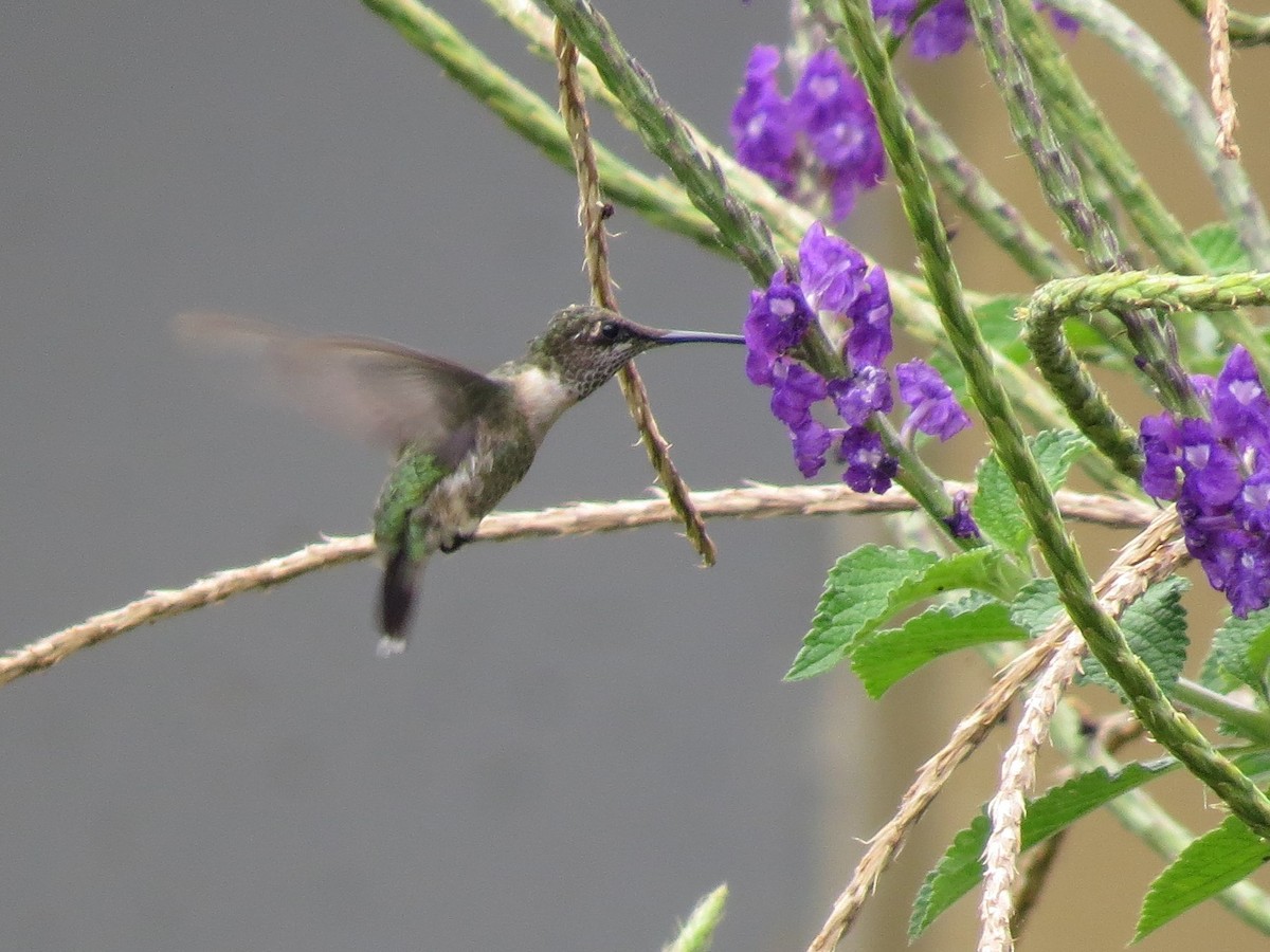 Ruby-throated Hummingbird - Joan Baker