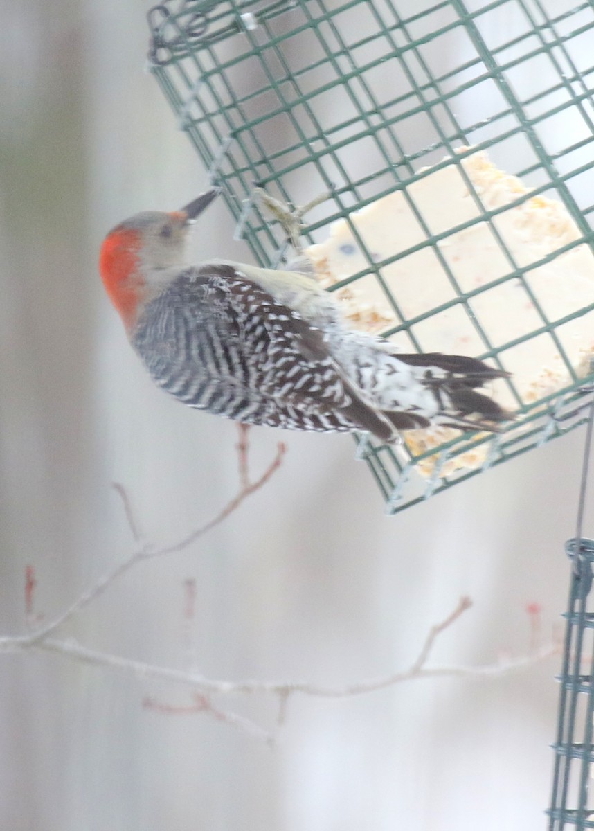 Red-bellied Woodpecker - ML87873811