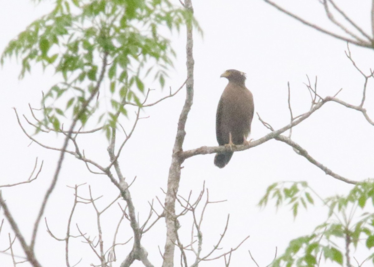 Crested Serpent-Eagle - ML87877631
