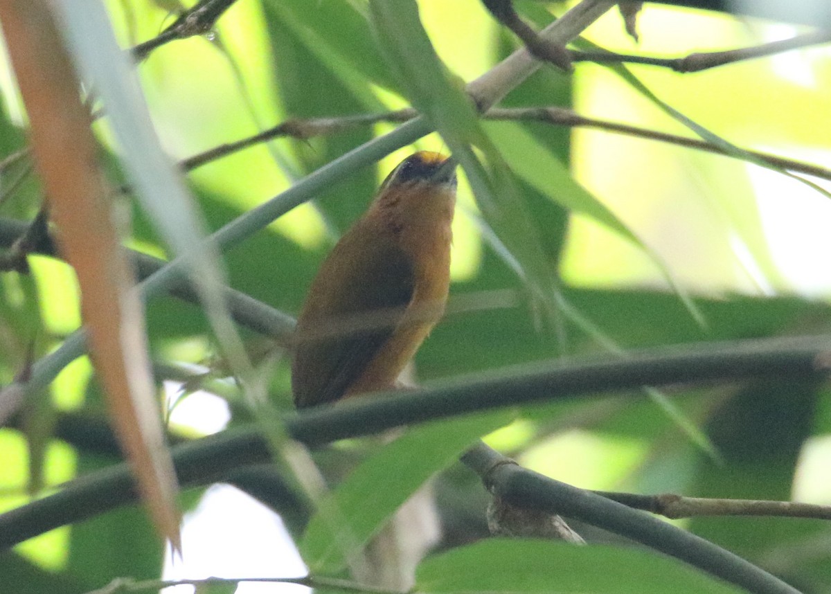 White-browed Piculet - ML87878221