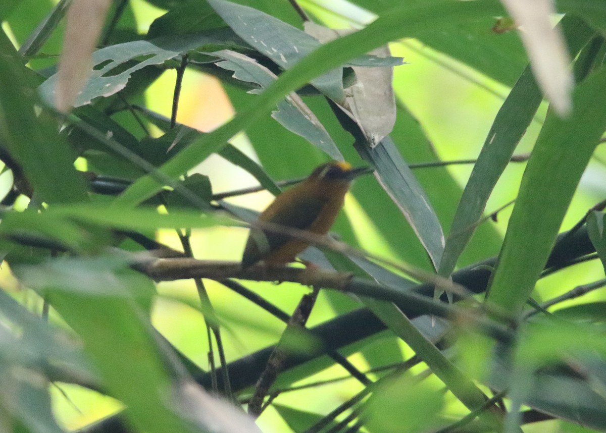White-browed Piculet - ML87878231