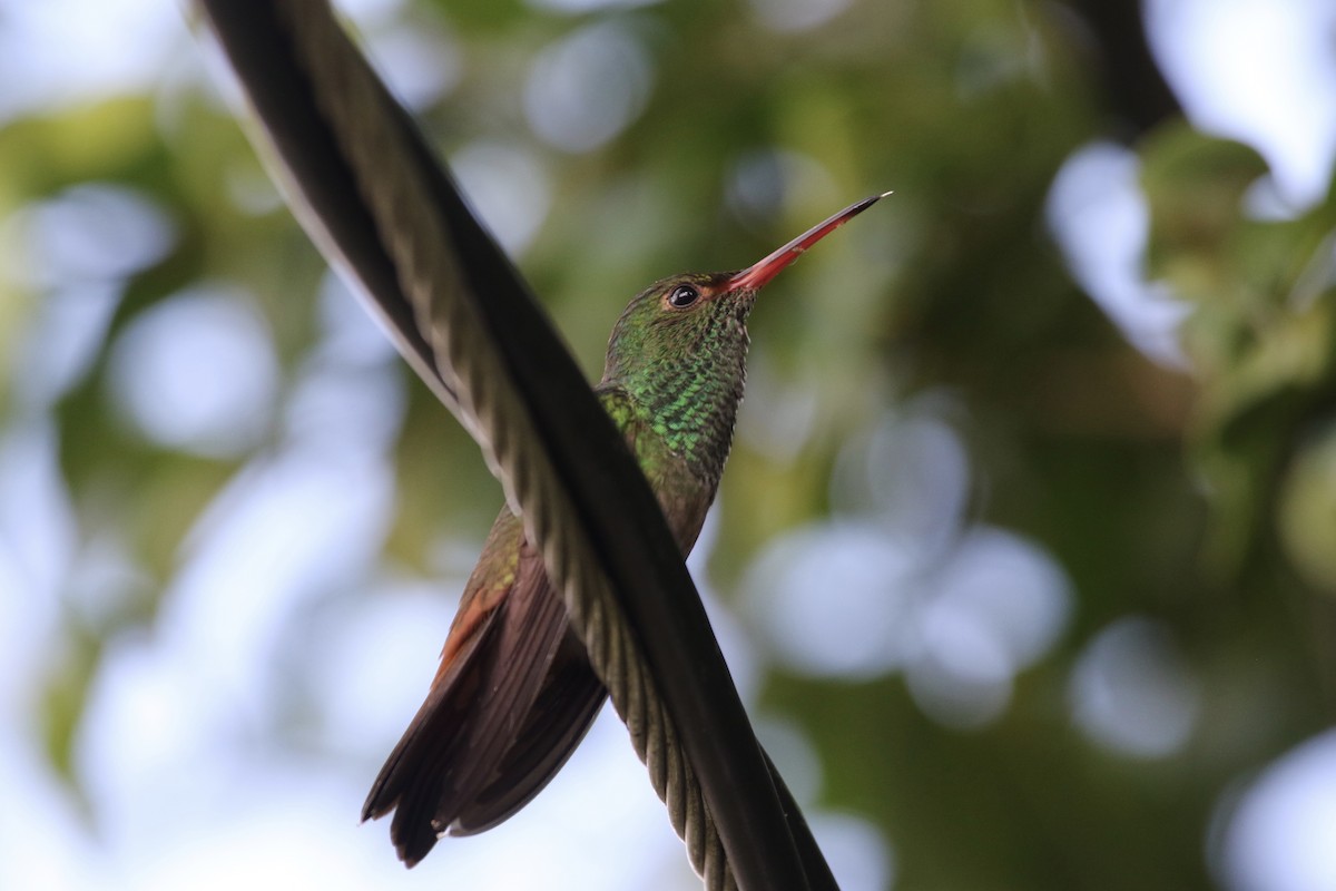 Rufous-tailed Hummingbird (Rufous-tailed) - ML87879191