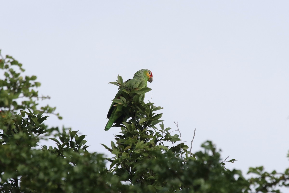 Red-lored Parrot (Red-lored) - ML87879891