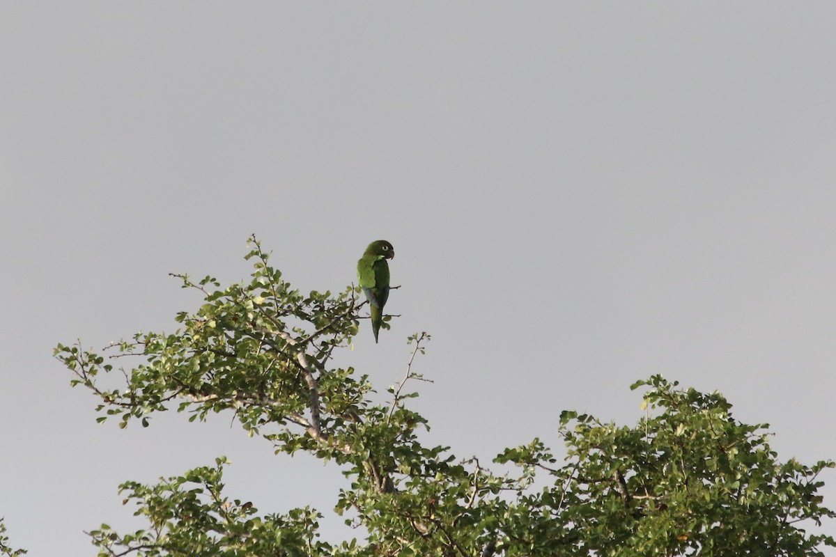 Olive-throated Parakeet (Aztec) - ML87879911