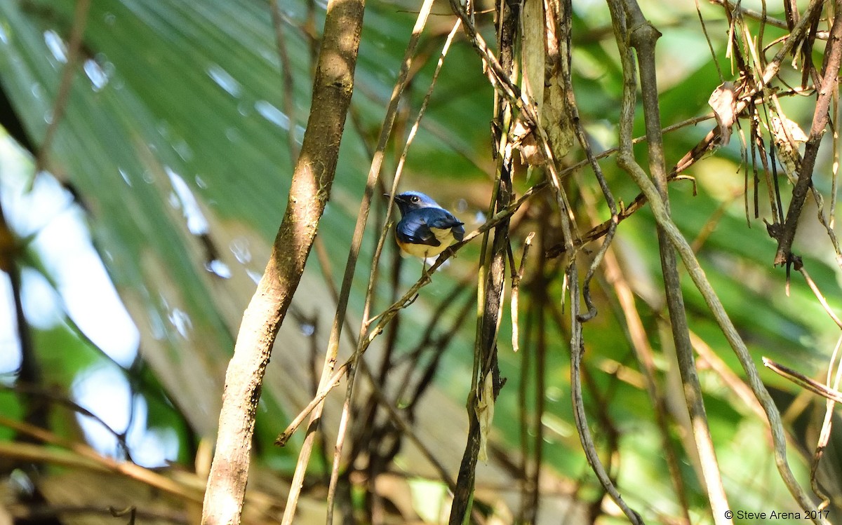 Blue-throated Flycatcher - Anonymous
