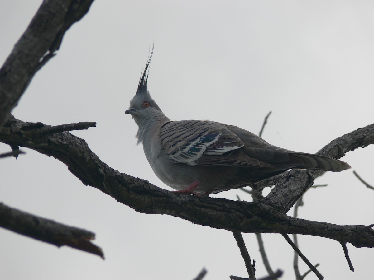 Crested Pigeon - ML87881921