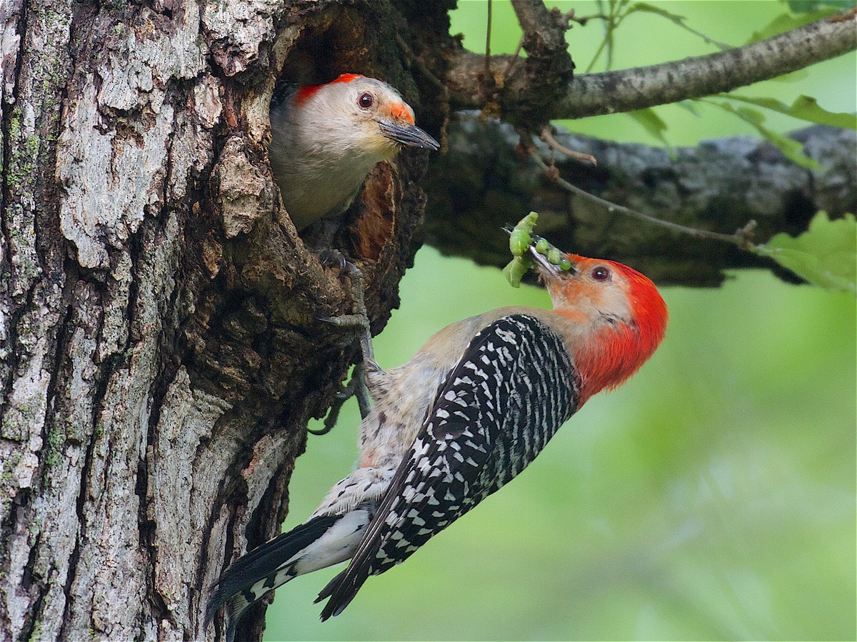 Red-bellied Woodpecker - ML87884211