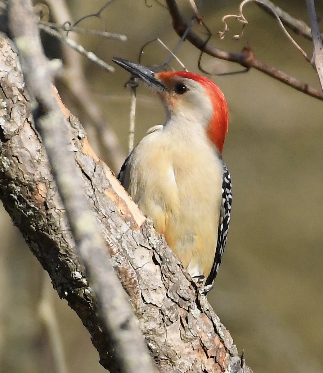 Red-bellied Woodpecker - Linda Ankerstjerne Olsen