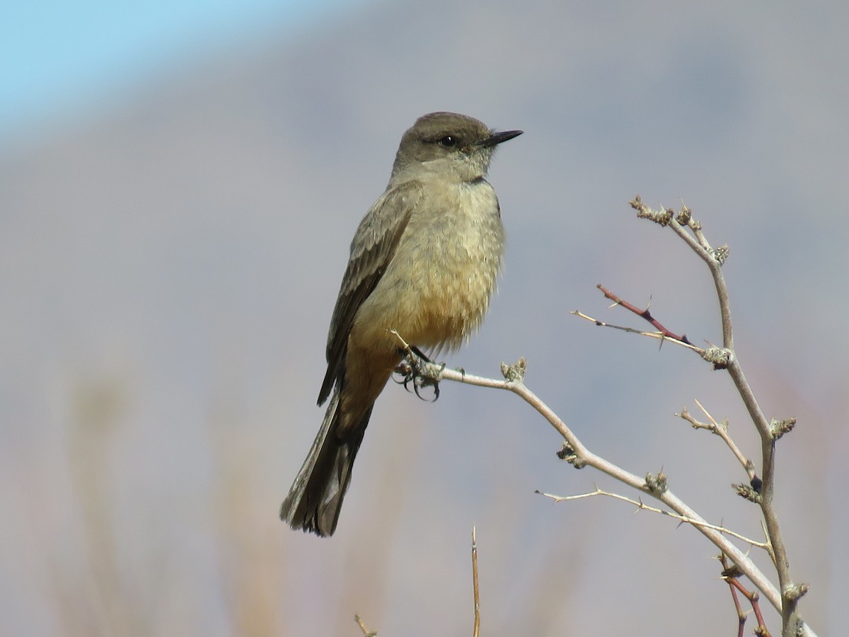 Say's Phoebe - Robert Theriault