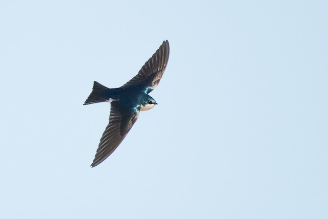 Tree Swallow