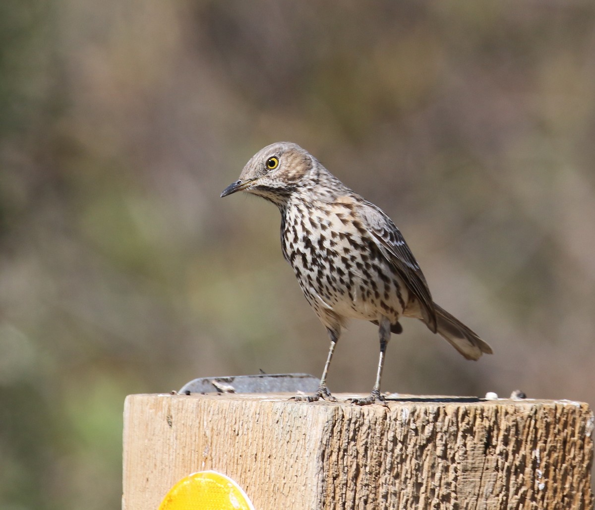 Sage Thrasher - Pair of Wing-Nuts