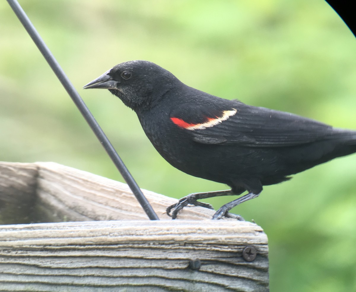 Red-winged Blackbird - Jennifer Miller