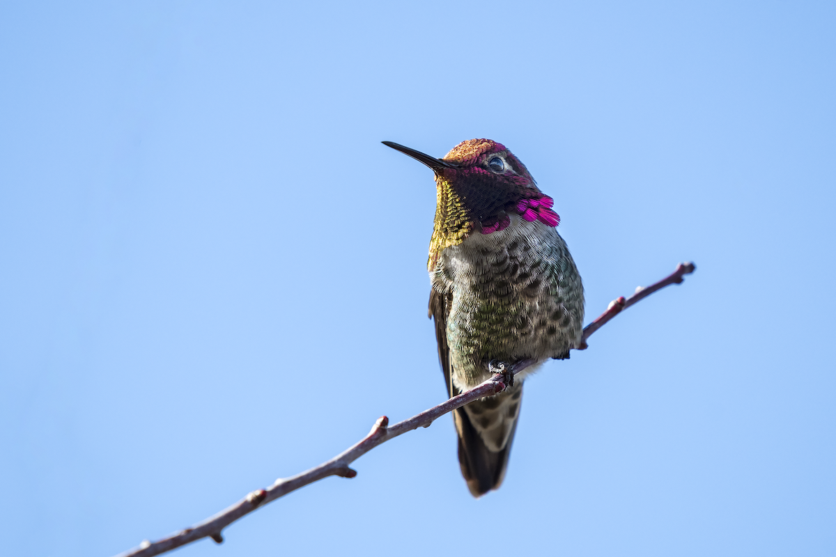Anna's Hummingbird - ML87895481