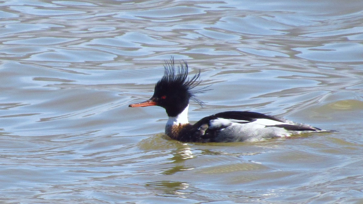Red-breasted Merganser - Eric Walther