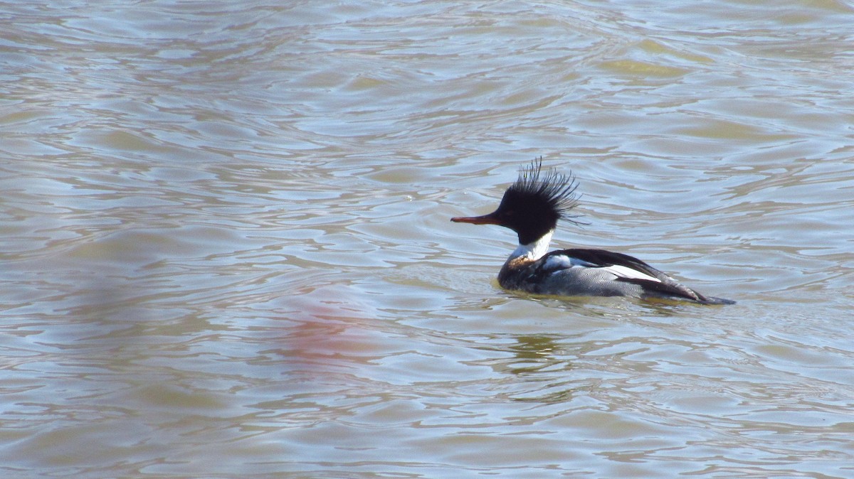 Red-breasted Merganser - Eric Walther