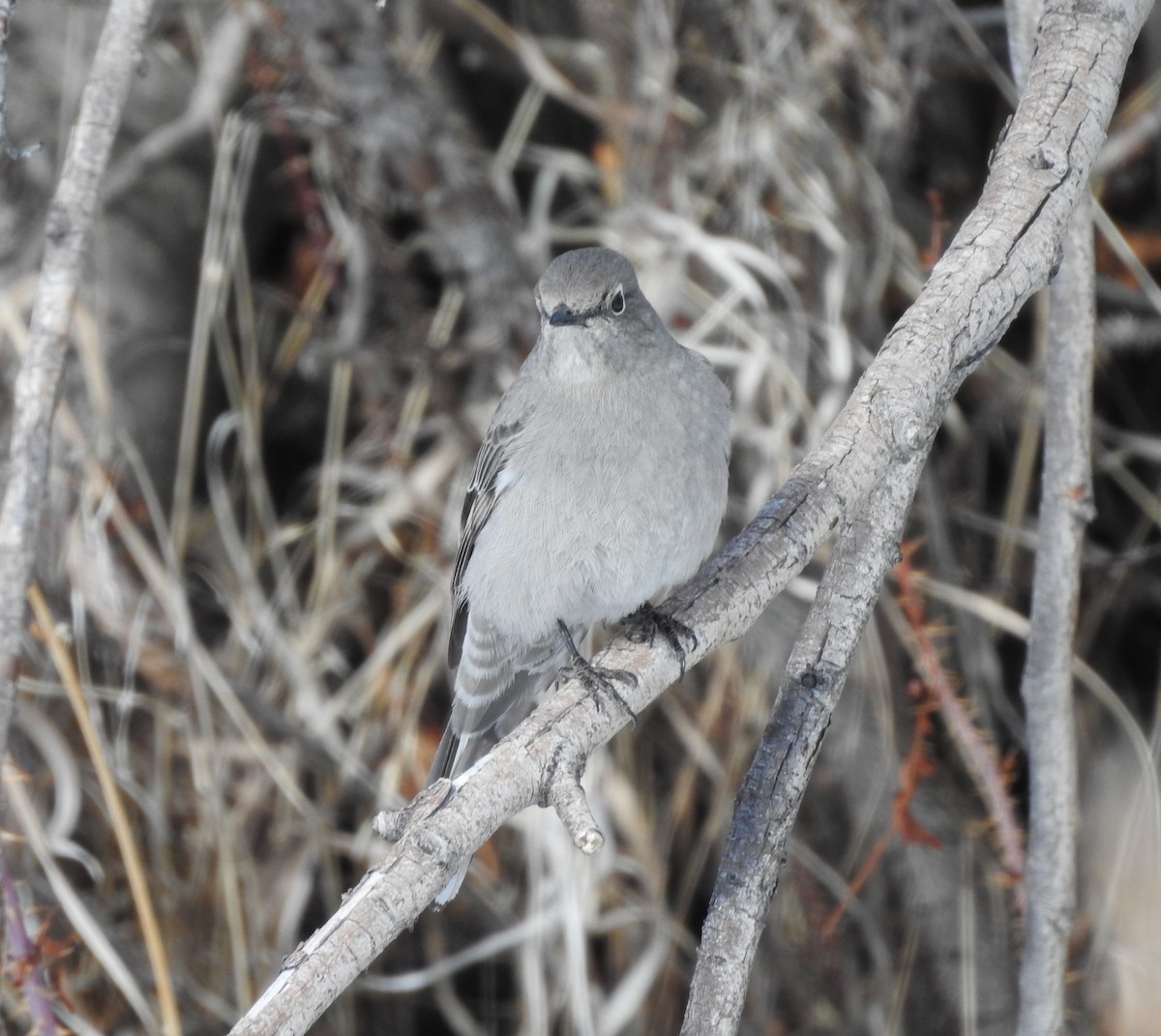 Townsend's Solitaire - ML87897261