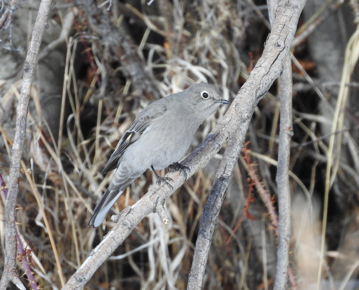 Townsend's Solitaire - ML87897741