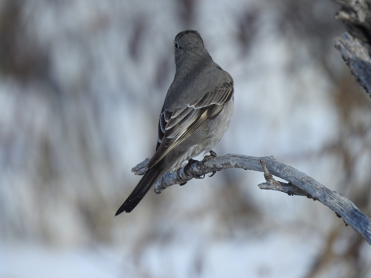 Townsend's Solitaire - ML87898211