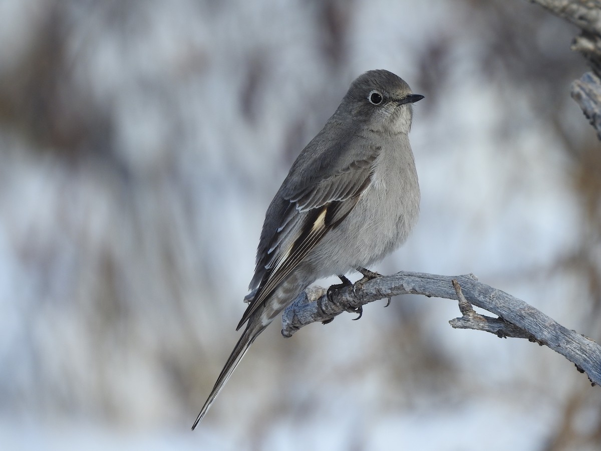Townsend's Solitaire - ML87898221