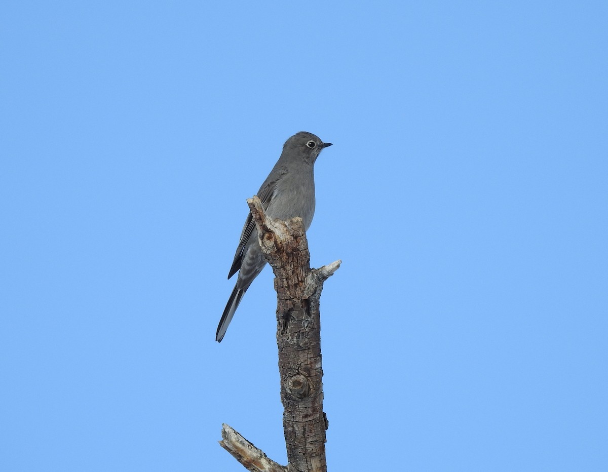 Townsend's Solitaire - ML87898251