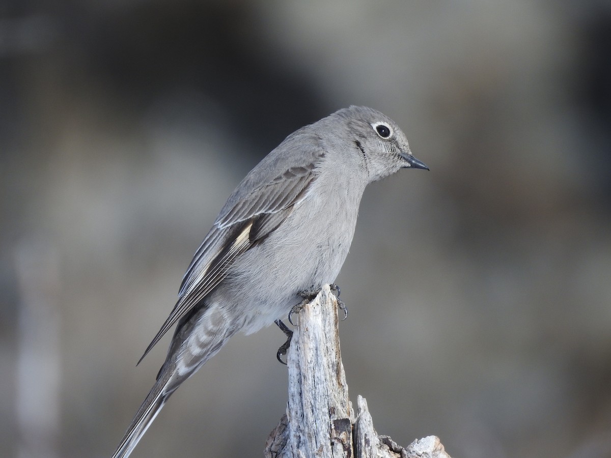 Townsend's Solitaire - ML87898311