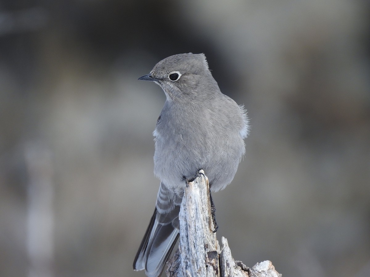 Townsend's Solitaire - ML87898341