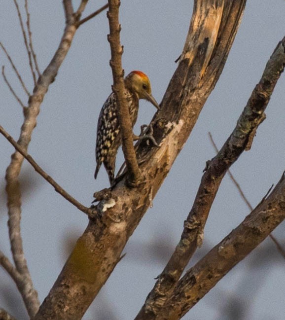 Yellow-crowned Woodpecker - Jennifer Atwood