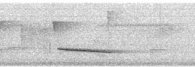 Smaragdan oreillard (groupe leucotis) - ML87899