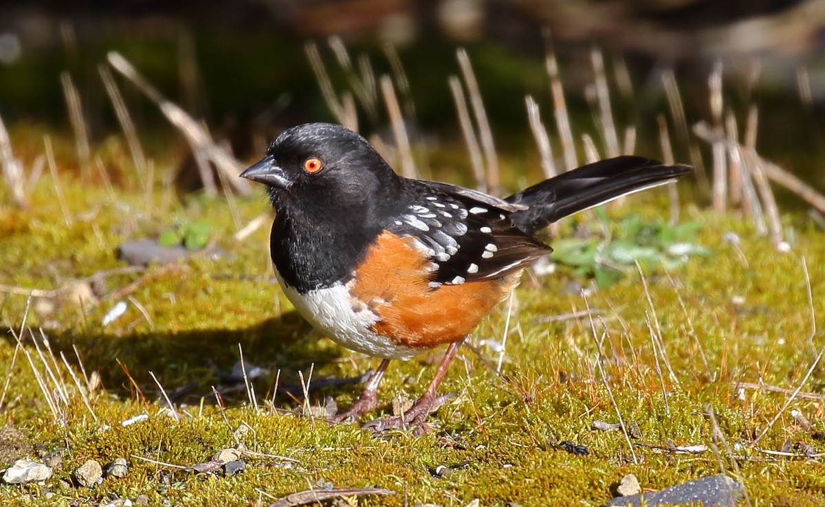 Spotted Towhee - ML87901071