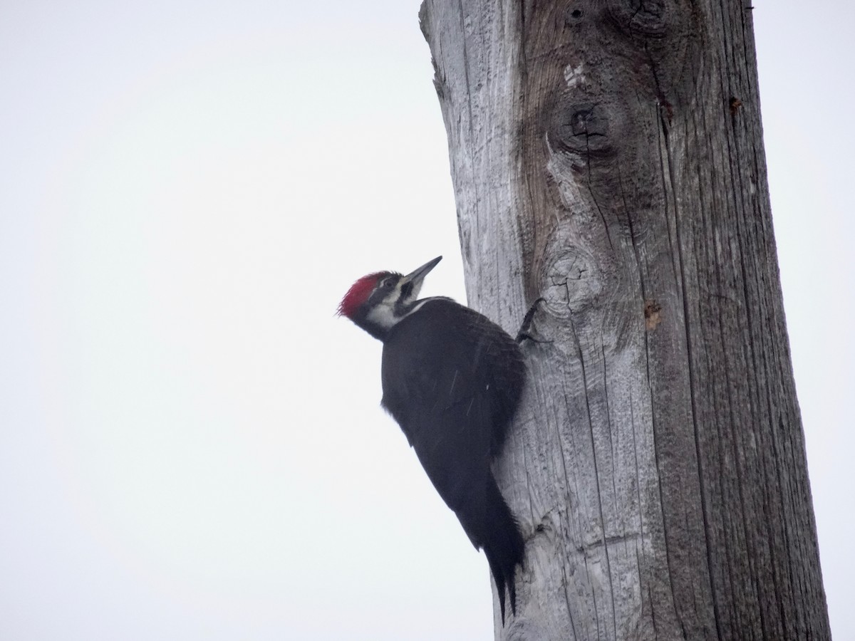 Pileated Woodpecker - Kavanagh McGeough