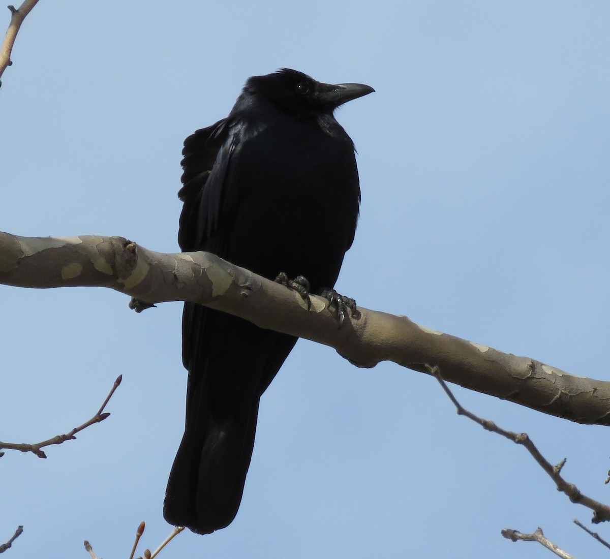 Fish Crow - Richard Cordner