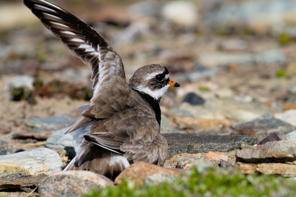Common Ringed Plover - ML87903031