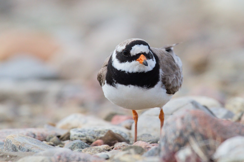 Common Ringed Plover - ML87903801