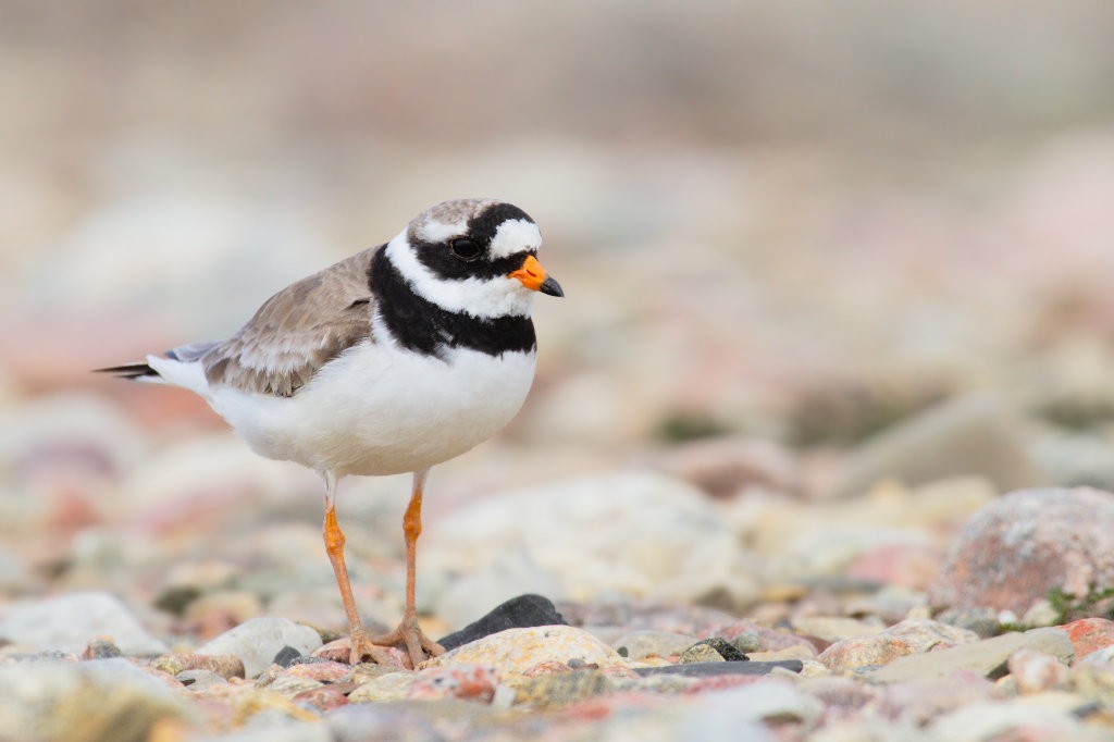 Common Ringed Plover - ML87903821