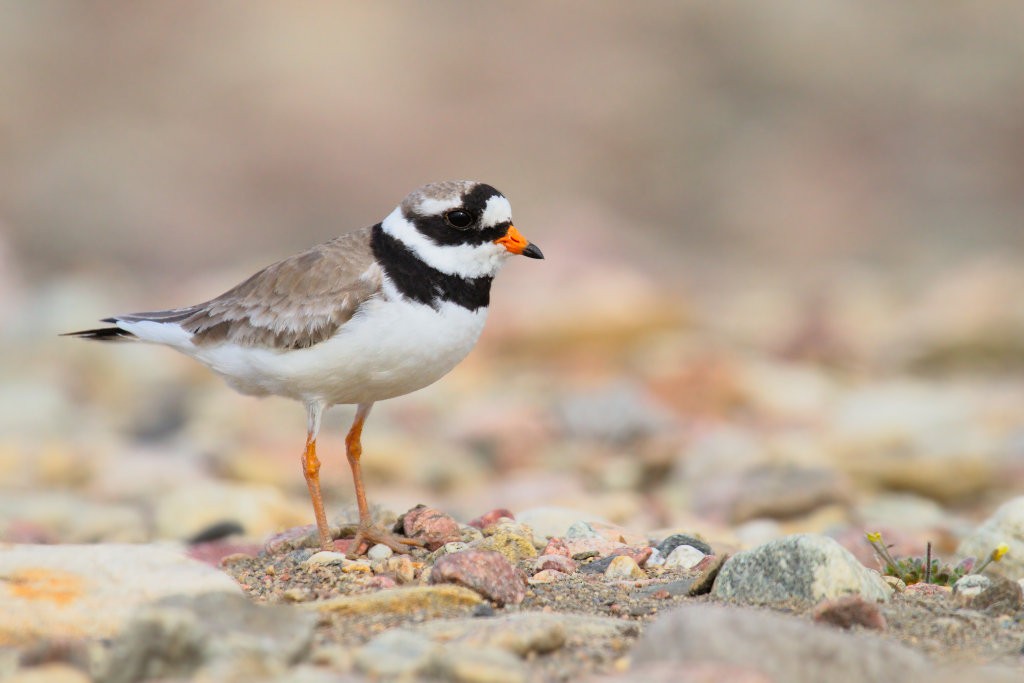 Common Ringed Plover - ML87904331