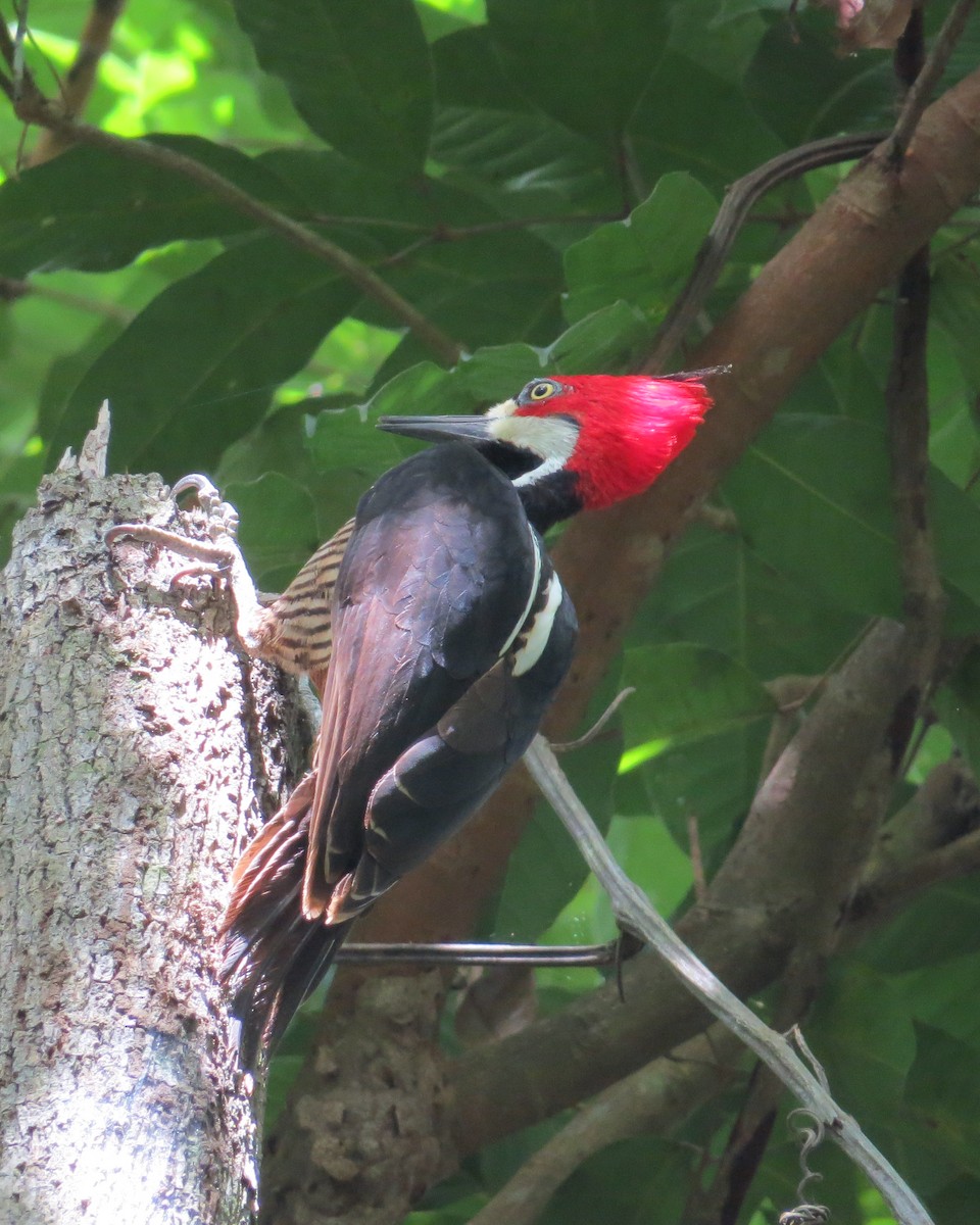 Lineated Woodpecker - Yve Morrell