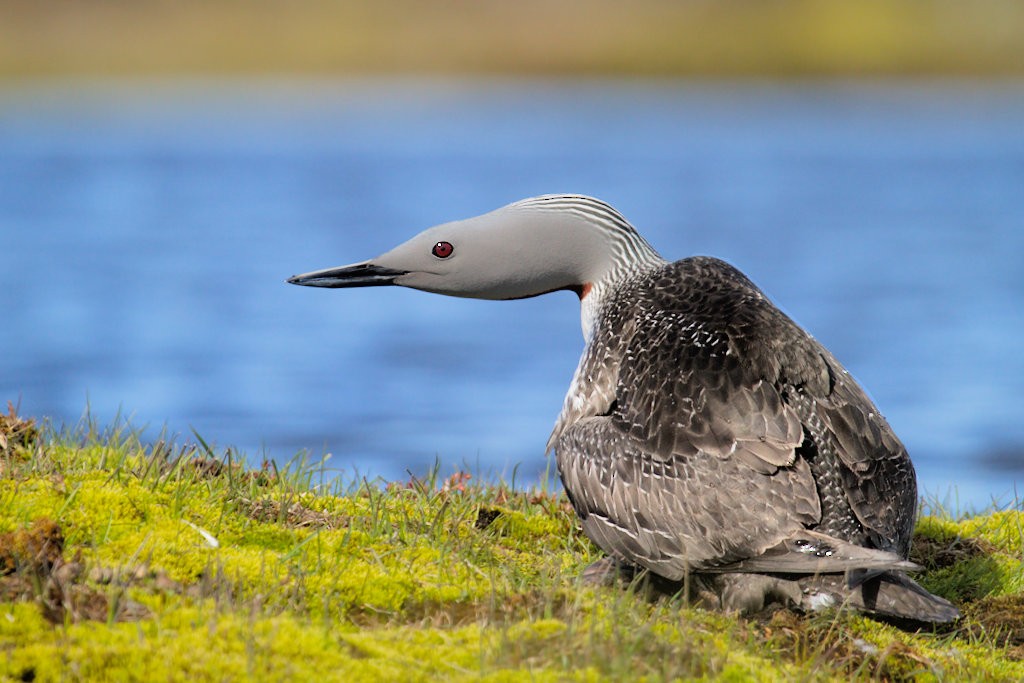 Red-throated Loon - ML87909791