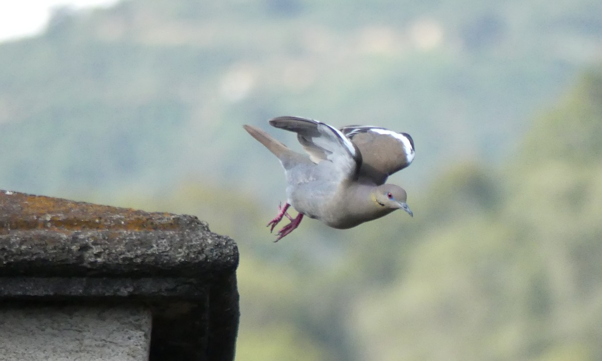 White-winged Dove - Peter Dunwiddie