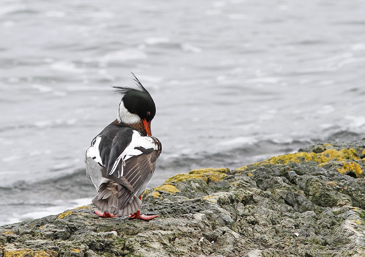Red-breasted Merganser - Marie O'Shaughnessy