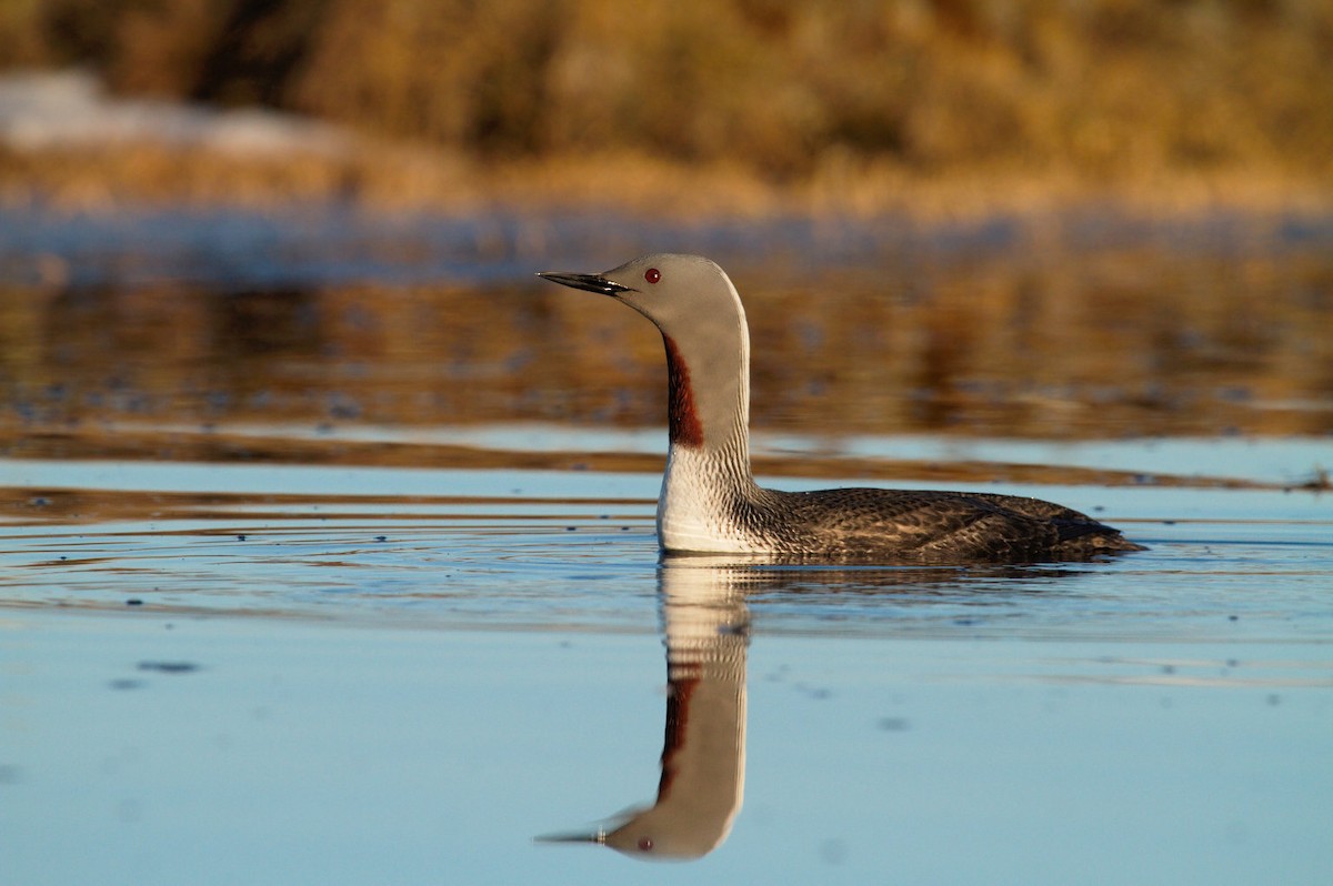 Red-throated Loon - ML87917371