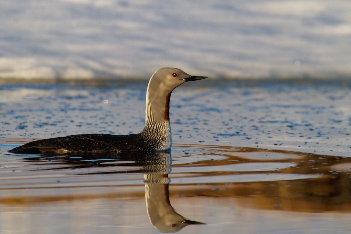 Red-throated Loon - ML87917381
