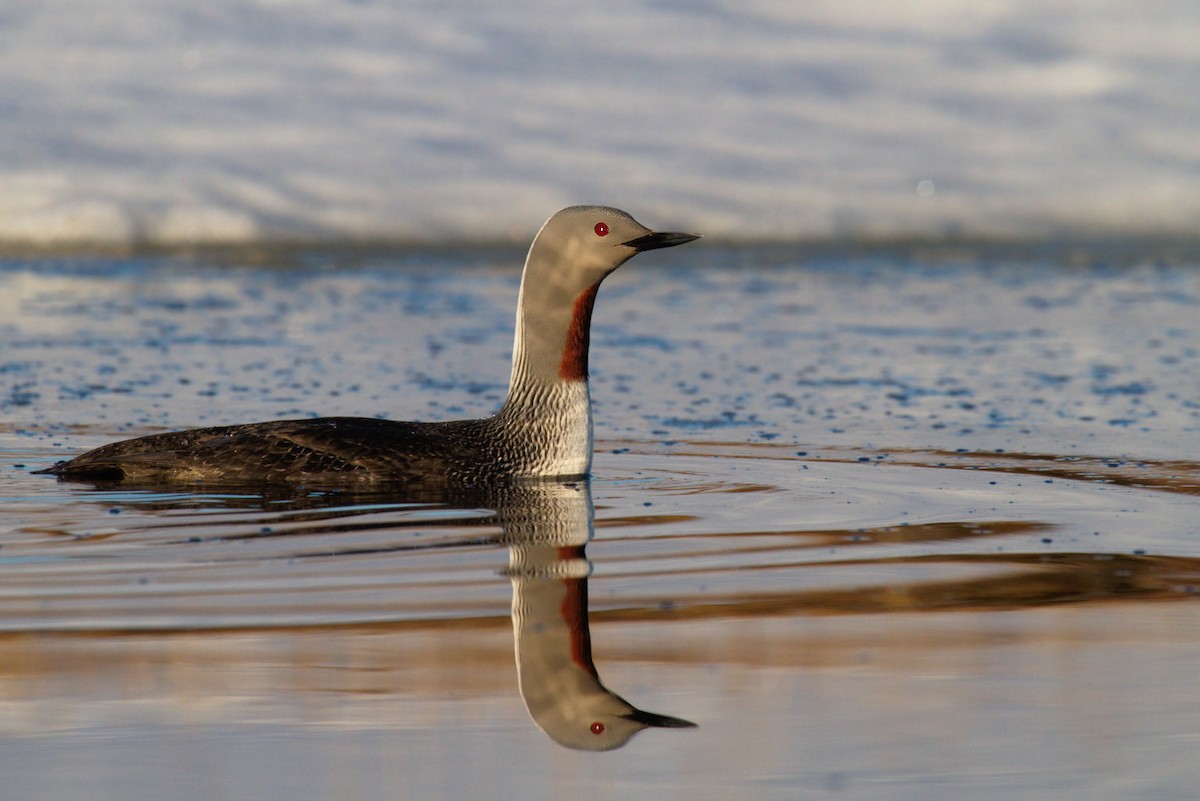 Red-throated Loon - ML87917391