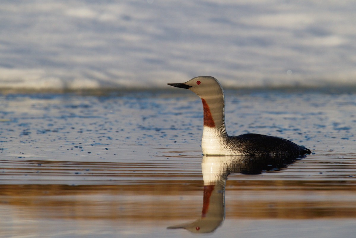 Red-throated Loon - ML87917401